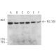 PLC-XD1 Antibody (A-1) - Western Blotting - Image 369035 
