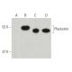 Pleckstrin Antibody (25) - Western Blotting - Image 396368 