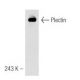 Plectin Antibody (7A8) - Western Blotting - Image 47271 