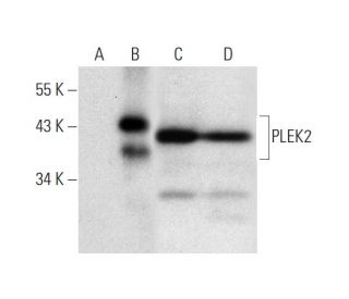 PLEK2 Antibody (E-11) - Western Blotting - Image 298596 