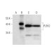 PLEK2 Antibody (E-11) - Western Blotting - Image 298596 