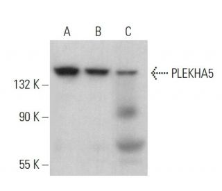 PLEKHA5 Antibody (E-2) - Western Blotting - Image 379443 
