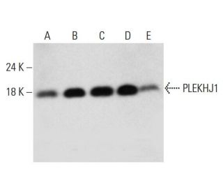 PLEKHJ1 Antibody (H-10) - Western Blotting - Image 325224 