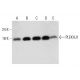 PLEKHJ1 Antibody (H-10) - Western Blotting - Image 325224 