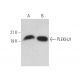PLEKHJ1 Antibody (H-10) - Western Blotting - Image 373255 