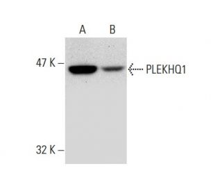 PLEKHQ1 Antibody (SS-23) - Western Blotting - Image 138599 