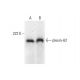 western blotting image from recommended plexin-A2 (A-2) monoclonal antibody replacement. Image 299300