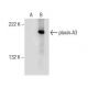 plexin-A3 Antibody (A-8) - Western Blotting - Image 155157