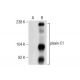 plexin-C1 Antibody (B-8) - Western Blotting - Image 286906