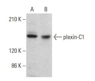 plexin-C1 Antibody (B-8) - Western Blotting - Image 382360 