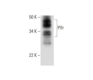 Plfr Antibody (F-8) - Western Blotting - Image 294467