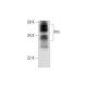 Plfr Antibody (F-8) - Western Blotting - Image 294467