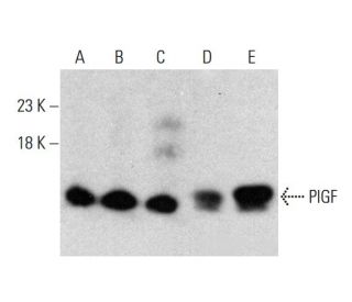 western blotting image from recommended PlGF (H-4) monoclonal antibody replacement. Image 385699