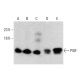 western blotting image from recommended PlGF (H-4) monoclonal antibody replacement. Image 385699