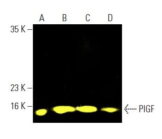 PlGF Antibody (H-4) - Western Blotting - Image 401244Each CRISPR/Cas9 Knockout (KO) Plasmid product consists of a pool of 3 plasmids designed to ensure identification and cleavage of a specific gene for maximum knockout efficiency. Each plasmid encodes a unique 20 nt sequence derived from the GeCKO (v2) library.