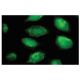 PLGLB2 Antibody (62.P) - Immunofluorescence - Image 53881