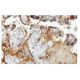PLGLB2 Antibody (62.P) - Immunohistochemistry - Image 53882 
