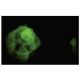 PLIC-2 Antibody (QR-2) - Immunofluorescence - Image 35610