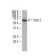 PLIC-2 Antibody (QR-2) - Western Blotting - Image 33983 