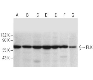 Plk Antibody (E-2) - Western Blotting - Image 12975 
