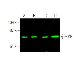 western blotting image from recommended Plk (F-8) monoclonal antibody replacement. Image 375666