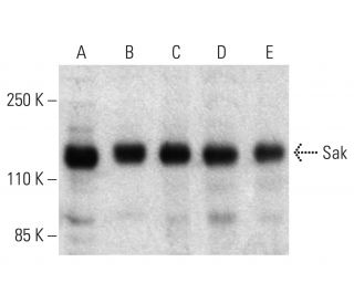 SAK/STK18/PLK4 Antibody (D-6) - Western Blotting - Image 403568 