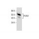 PLRG1 Antibody (B-7) - Western Blotting - Image 158438