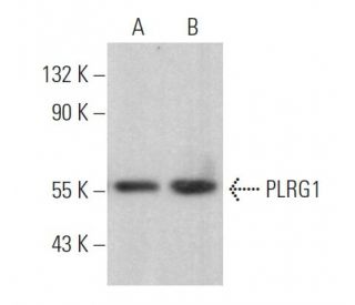 PLRG1 Antibody (B-7) - Western Blotting - Image 369460 