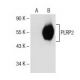 PLRP2 Antibody (D-1) - Western Blotting - Image 154682
