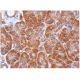 PLRP2 Antibody (H-9) - Immunohistochemistry - Image 284835 