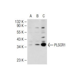 PLSCR1 Antibody (1E9) - Western Blotting - Image 109330 