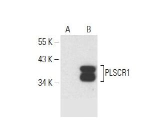 PLSCR1 Antibody (H-11) - Western Blotting - Image 393037The Double Nickase Plasmid features a U6 promoter for sgRNA expression, a 20 nt targeting sequence, and a gRNA scaffold to guide Cas9n. It includes a CBh promoter for Cas9n (D10A) and puromycin resistance, GFP for transfection verification, and nuclear localization signals (NLS). The 2A peptide allows co-expression of Cas9n and Puro from a single promoter, enabling precise genome editing with reduced off-target effects. 