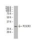 PLSCR3 Antibody (SQ-9) - Western Blotting - Image 34182