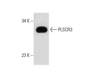PLSCR3 Antibody (SQ-9) - Western Blotting - Image 60089 