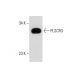 PLSCR3 Antibody (SQ-9) - Western Blotting - Image 60089 