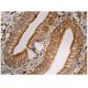 PLTP Antibody (A-12) - Immunohistochemistry - Image 160212 