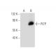 PLTP Antibody (A-12) - Western Blotting - Image 134744 