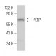 PLTP Antibody (A-12) - Western Blotting - Image 364456