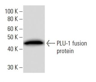 PLU-1 Antibody (JARIA3D4) - Western Blotting - Image 16736
