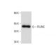 PLUNC Antibody (A-11) - Western Blotting - Image 134064