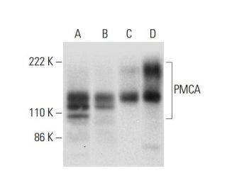 PMCA Antibody (D-1) - Western Blotting - Image 300451 