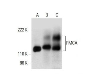 PMCA Antibody (H-8) - Western Blotting - Image 300452 