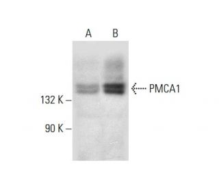 PMCA1 Antibody (F-10) - Western Blotting - Image 304493 