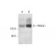 PMCA1 Antibody (F-10) - Western Blotting - Image 304493 