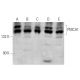 PMCA1 Antibody (F-10) - Western Blotting - Image 359585
