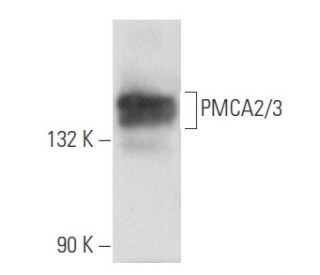 PMCA2/3 Antibody (C-3) - Western Blotting - Image 357470 