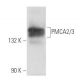 PMCA2/3 Antibody (C-3) - Western Blotting - Image 357470 