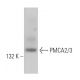 PMCA2/3 Antibody (C-3) - Western Blotting - Image 363119