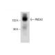 PMCA3 Antibody (G-6) - Western Blotting - Image 286745
