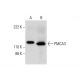 PMCA3 Antibody (G-6) - Western Blotting - Image 300454 